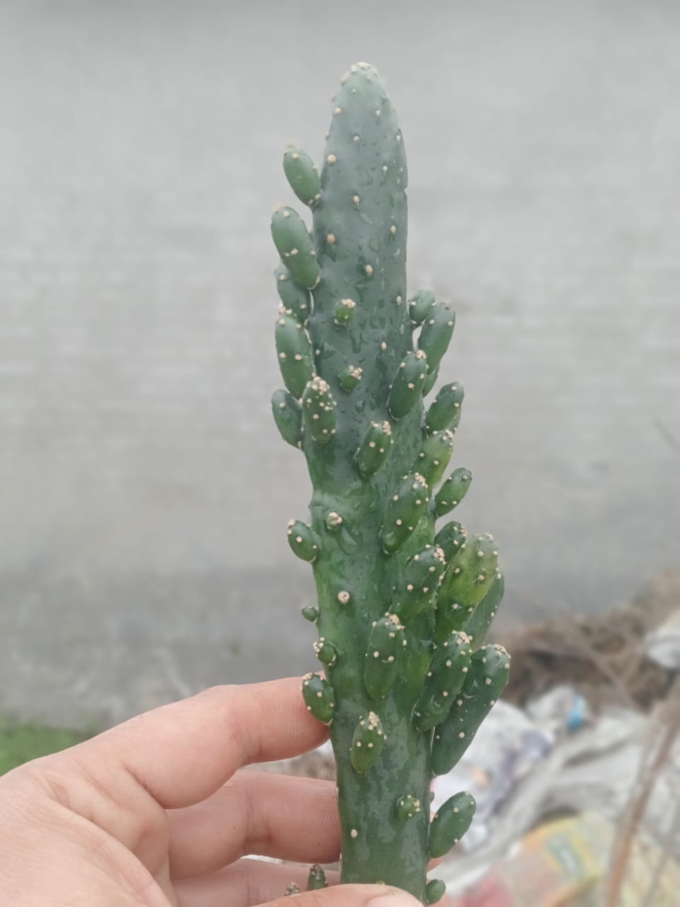 Pups Star (With Soil, Plant & Pot)