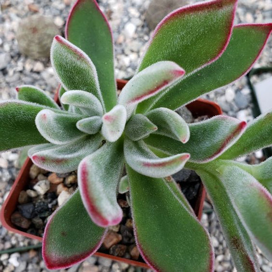 Echeveria Harmsii (With Soil, Plant & Pot)