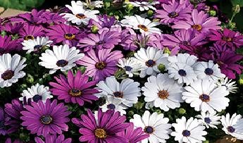Brachyscome Mixed - Open Pollinated Seeds Online (100 Seeds)