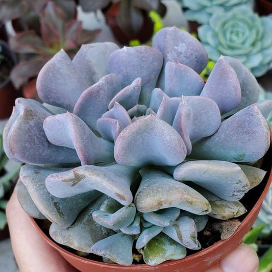 ECHIEVERIA BRAIN CREST (With Soil, Plant & Pot)