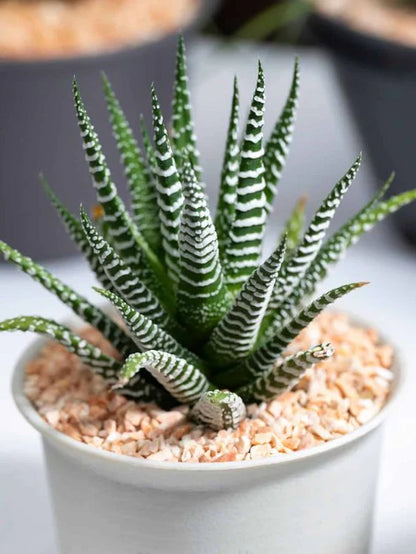 Haworthia Zebra (With Soil, Plant & Pot)