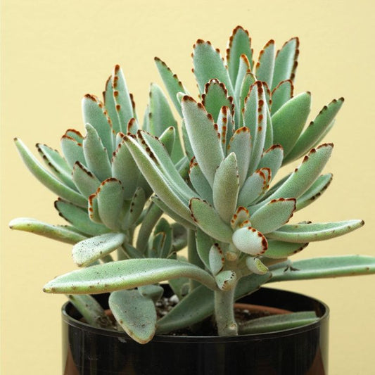 Kalanchoe Tomentosa (Bare Rooted)