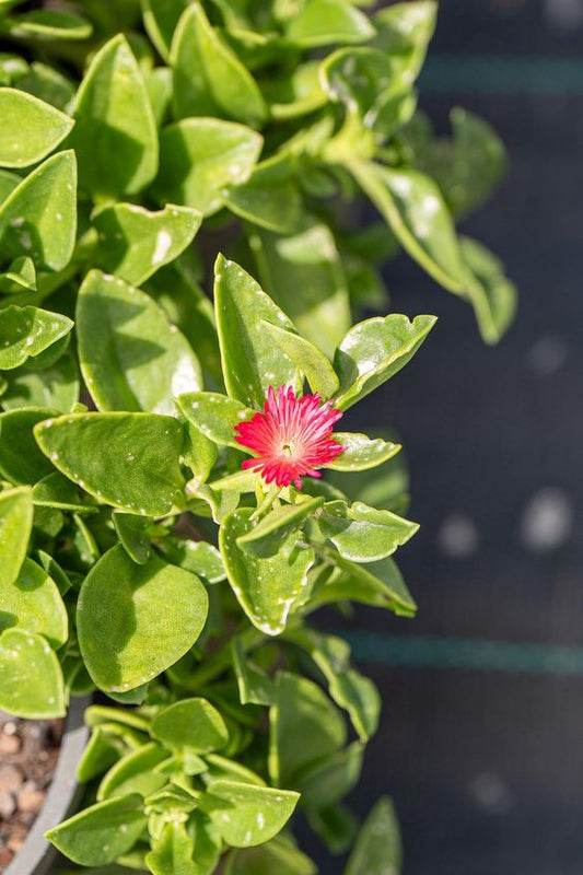 Baby Sun Rose (With Soil, Plant & Pot)