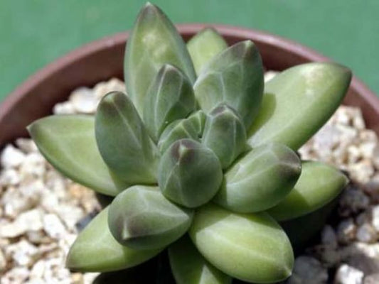 Pachyphytum Compactum (With Soil, Plant & Pot)