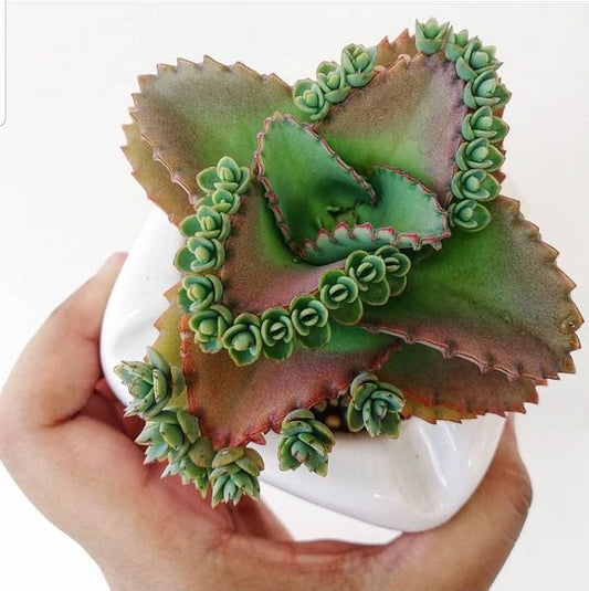 Mother of Thousands (With Soil, Plant & Pot)