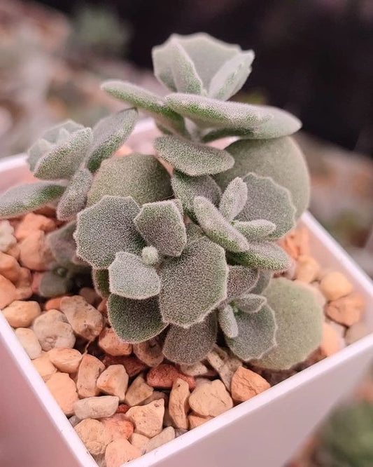 Kalanchoe Millotii (With Soil, Plant & Pot)