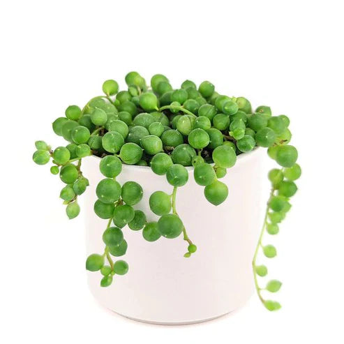 String of Pearls (With Soil, Plant & Pot)