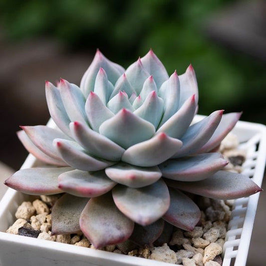 Echeveria Peacockii - Blue Bird (Bare Rooted)