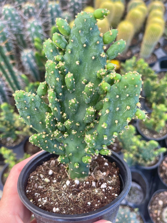 Opuntia Monacantha (Bare Rooted)