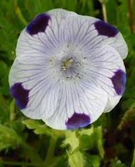 Nimophila Five spot (Hybrid Seeds)