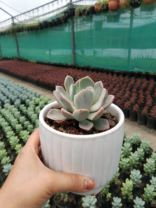 Ghost Plant (Bare Rooted)