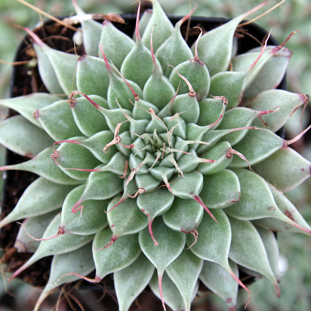 Graptoveria Silver Star (With Soil, Plant & Pot)