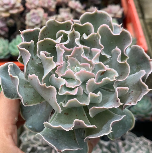 Echeveria Frill Curls (With Soil, Plant & Pot)