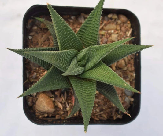 HAWORTHIA LIMIFOLIA (With Soil, Plant & Pot)