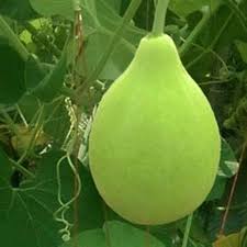 Round Bottle Gourd (Hybrid Seeds)