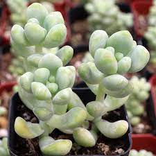 Sedum Treleasei (Bare Rooted)