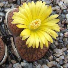 Lithops Red Top (Bare Rooted)