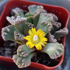 Titanopsis Calcarea (Bare Rooted)