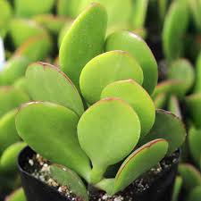 Crassula Jade (Kuber) Plant (With Soil, Plant & Pot)