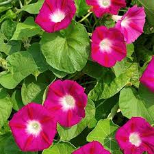 Morning Glory Red - F2 Hybrid (Pack of 15-20 Seeds)