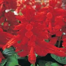 Salvia / Red Salvia (Hybrid Seeds)