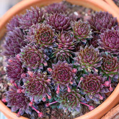 Sempervivum Hens and Chicks (Bare Rooted)