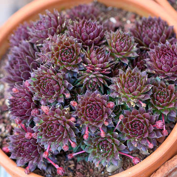 Sempervivum Hens and Chicks (With Soil, Plant & Pot)