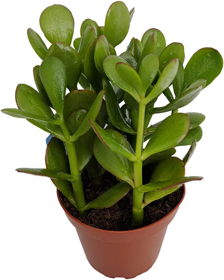 Crassula Jade (Kuber) Plant (With Soil, Plant & Pot)