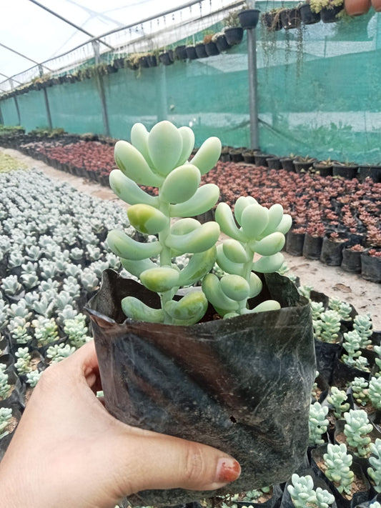 Green Jelly Beans (Bare Rooted)