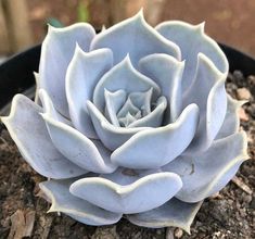 Echeveria Lilacina (With Soil, Plant & Pot)