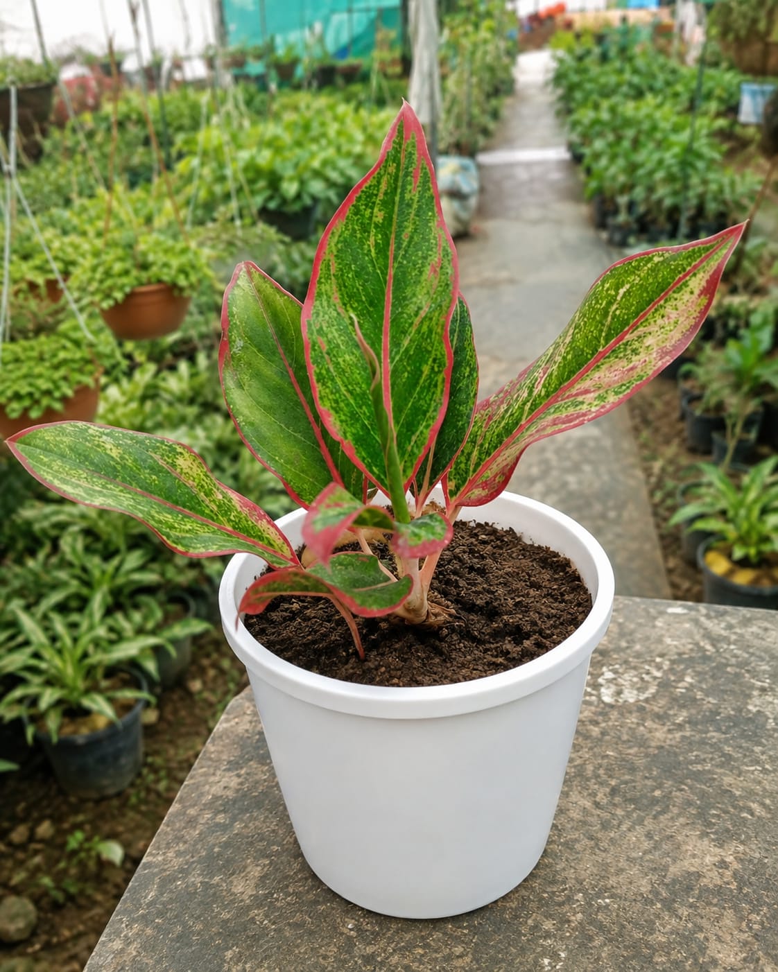 Aglaonema Lipstick (Bare Rooted)