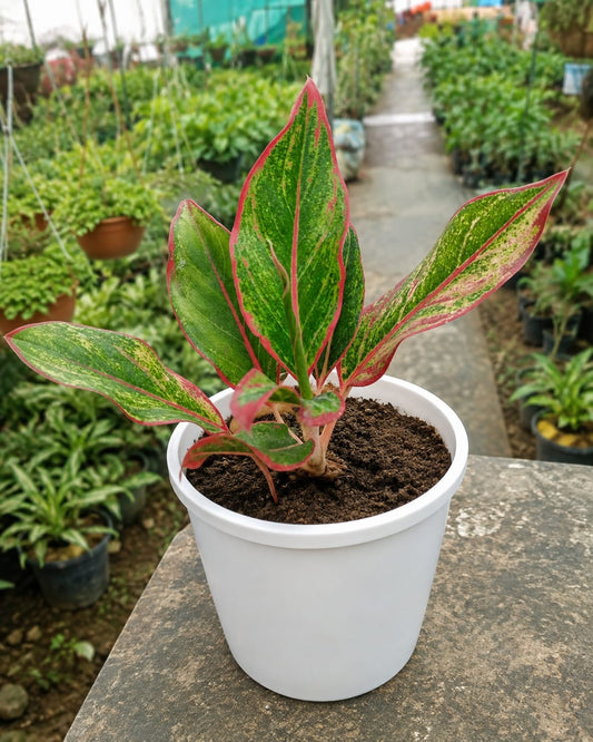 Aglaonema Lipstick (Bare Rooted)