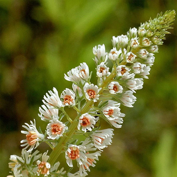 Reseda Odorata (Hybrid Seeds)