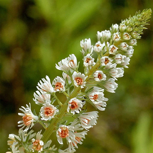 Reseda Odorata (Hybrid Seeds)