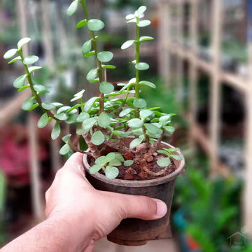 Mini Jade (With Soil, Plant & Pot)