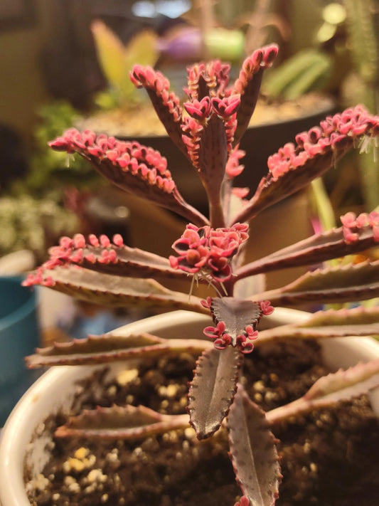 Mother Of Millions (Bare Rooted)