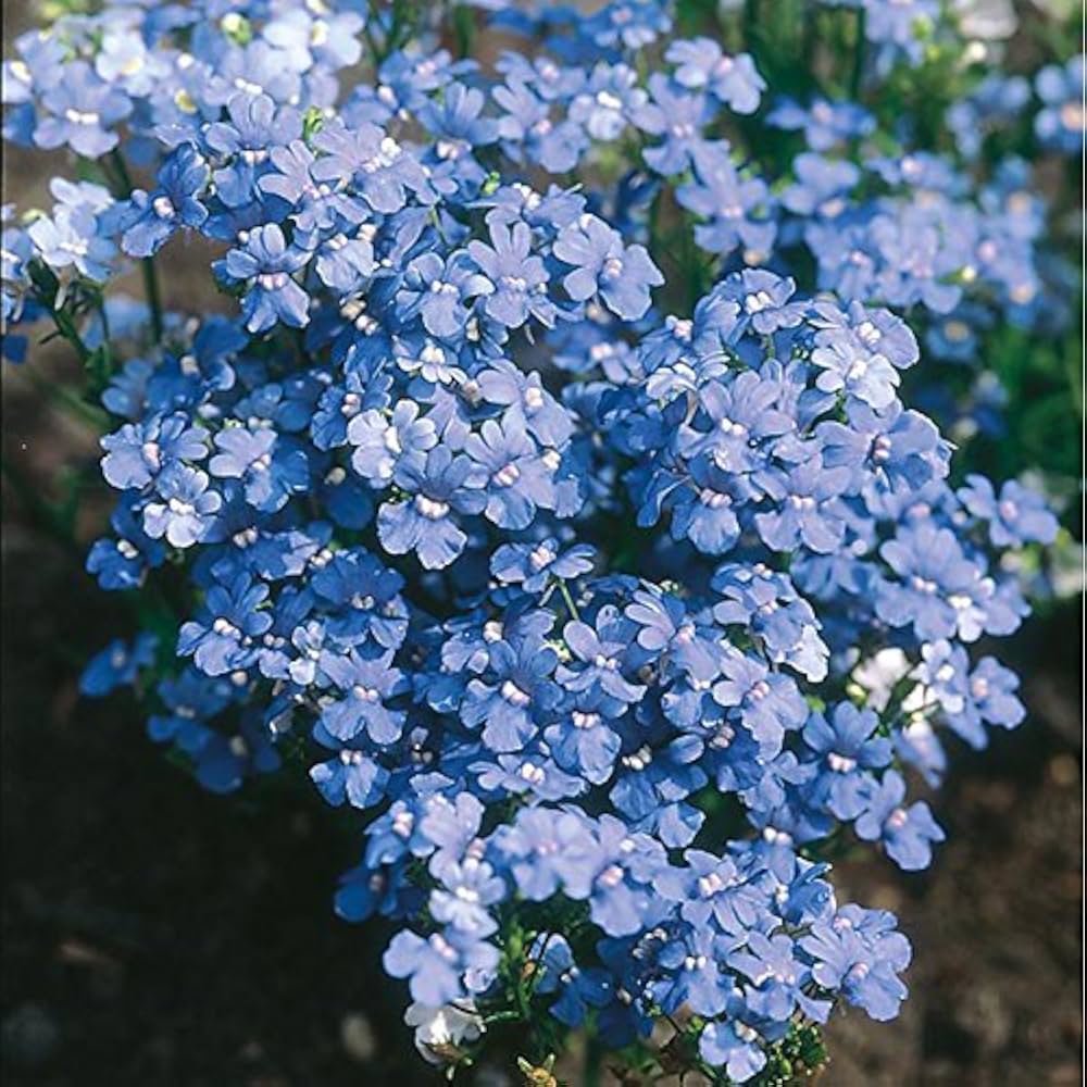 Nemesia Blue (Hybrid Seeds)