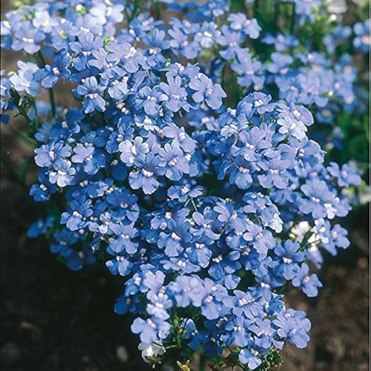 Nemesia Blue (Hybrid Seeds)