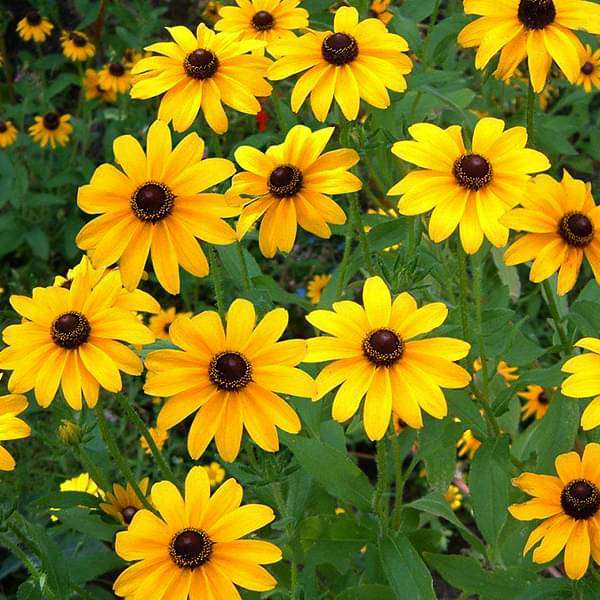 Sunflower Miniature Flowering (Hybrid Seeds)