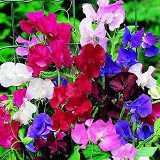 Sweet Pea Mixed - Open Pollinated (70-80 Seeds)