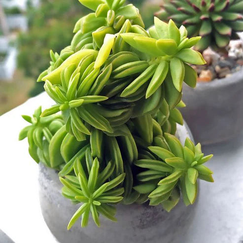 Peperomia Axillaris (With Soil, Plant & Pot)