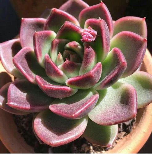 Echeveria Pink (With Soil, Plant & Pot)