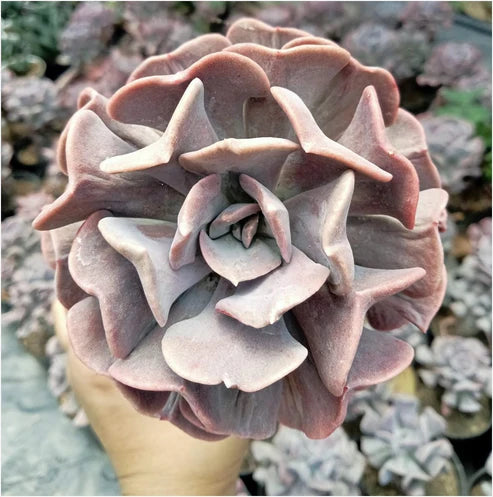 Echeveria Pink Cubic Frost  (With Soil, Plant & Pot)