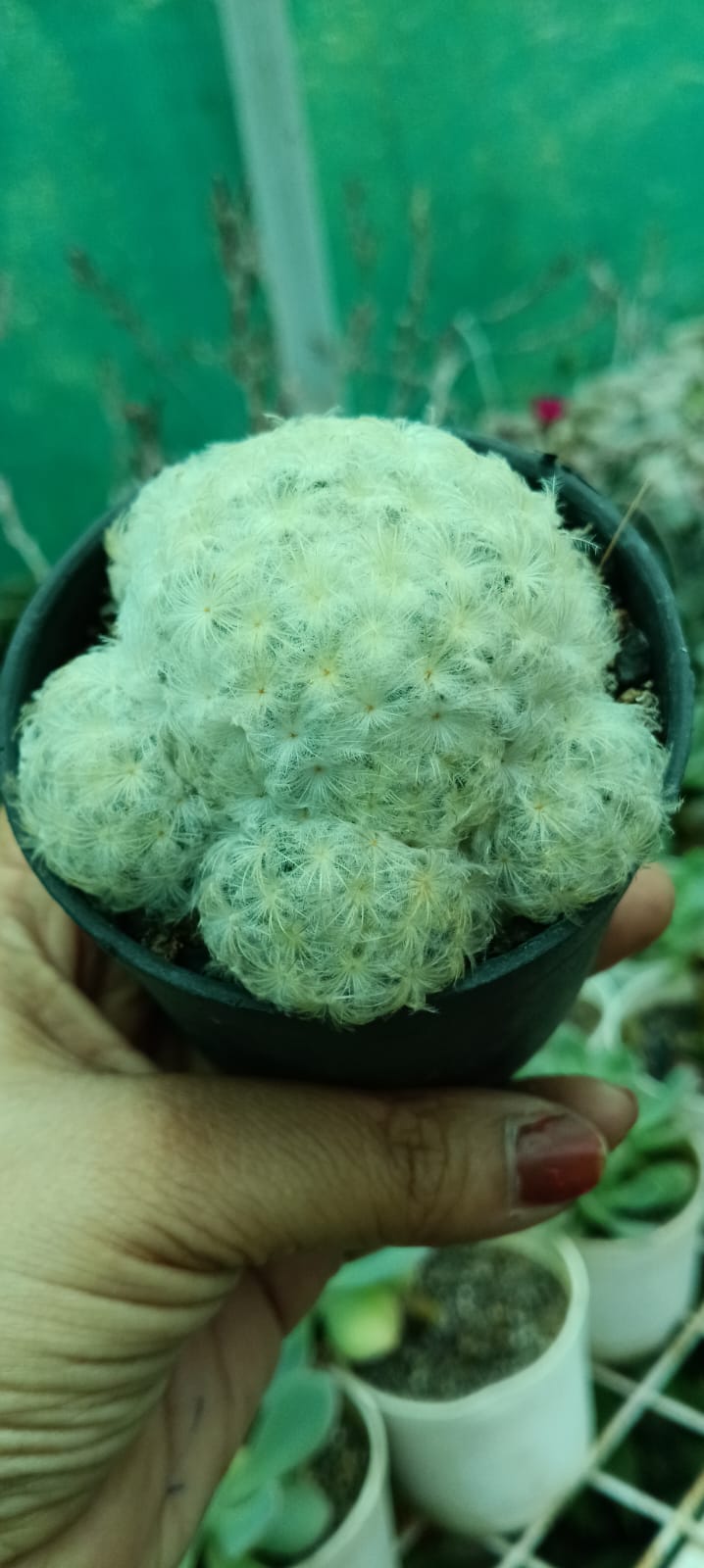 Mammillaria Plumosa cactus (Bare Rooted)