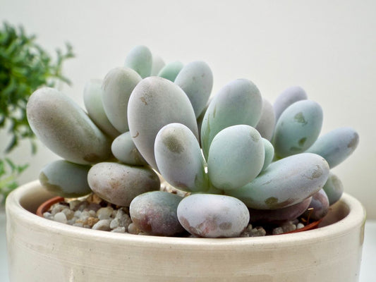 Moonstone (Bare Rooted)