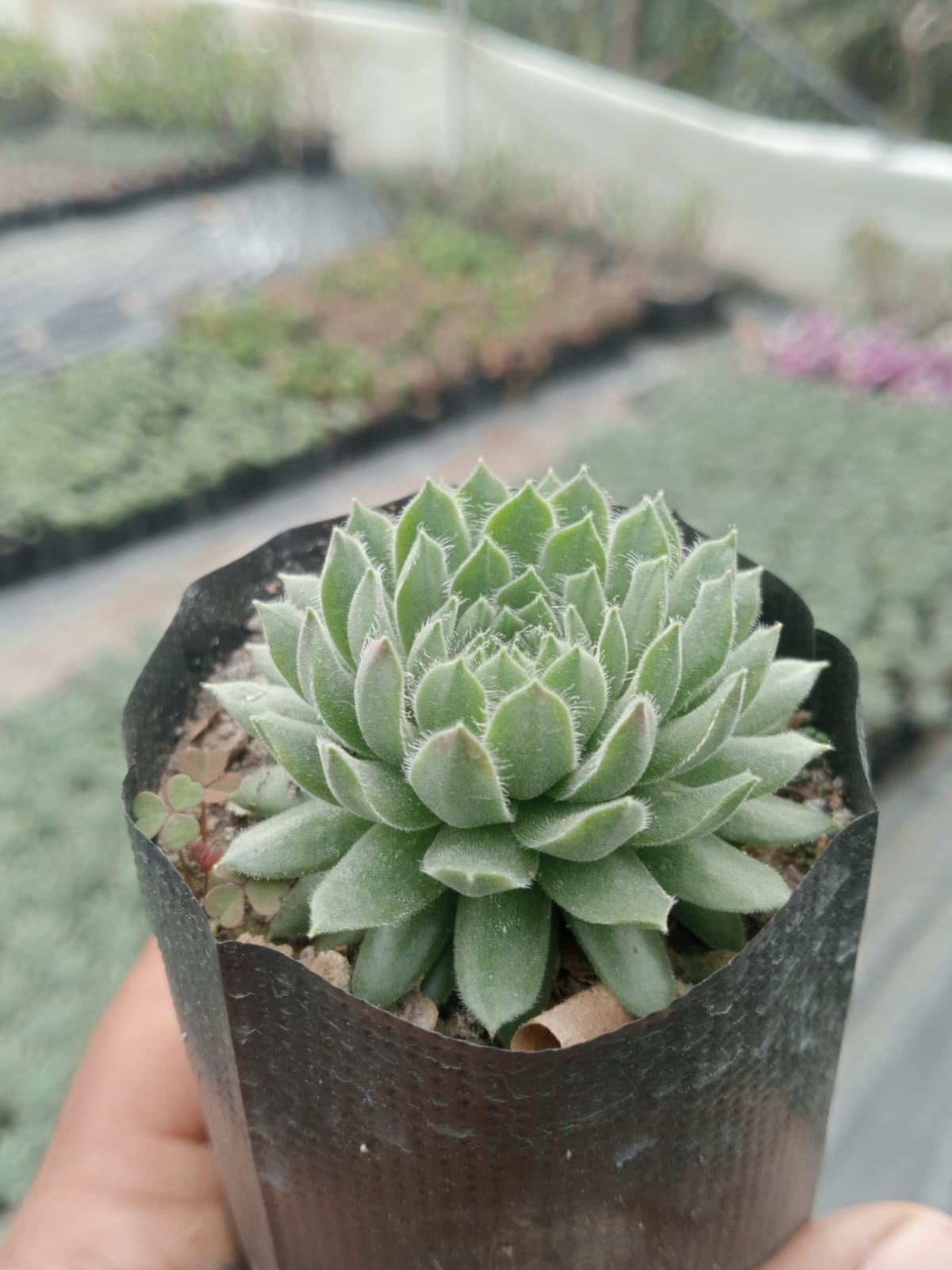 Sempervivum Arachnoideum (Bare Rooted)