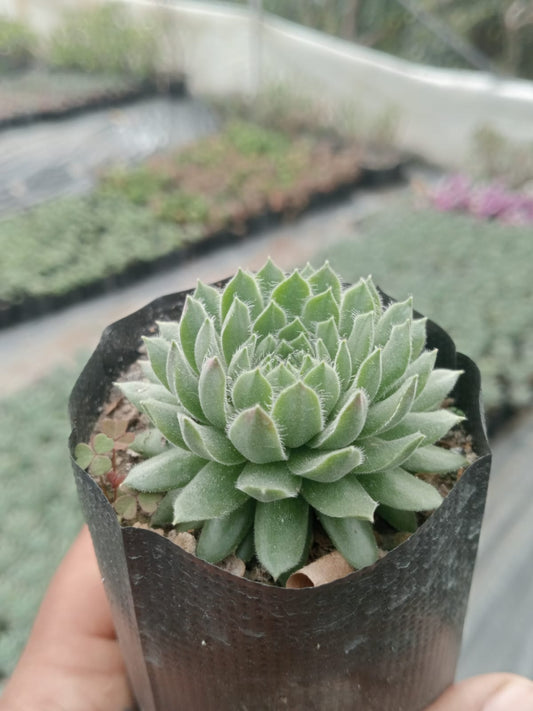 Sempervivum Arachnoideum (Bare Rooted)