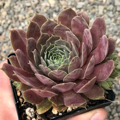 Purple Sempervivum Tectorum (With Soil, Plant & Pot)