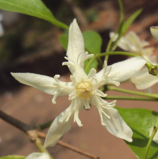 Tintoria  (Hybrid Seeds)