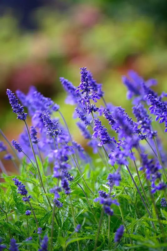 Salvia Blue (Hybrid Seeds)